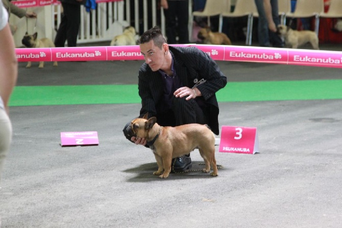 De L'Idylle Sacrée - Championnat de FRANCE ANGERS 2014