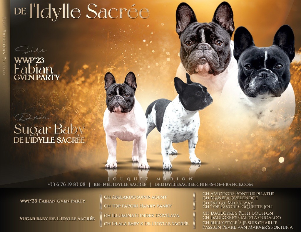 chiot Bouledogue français De L'Idylle Sacrée