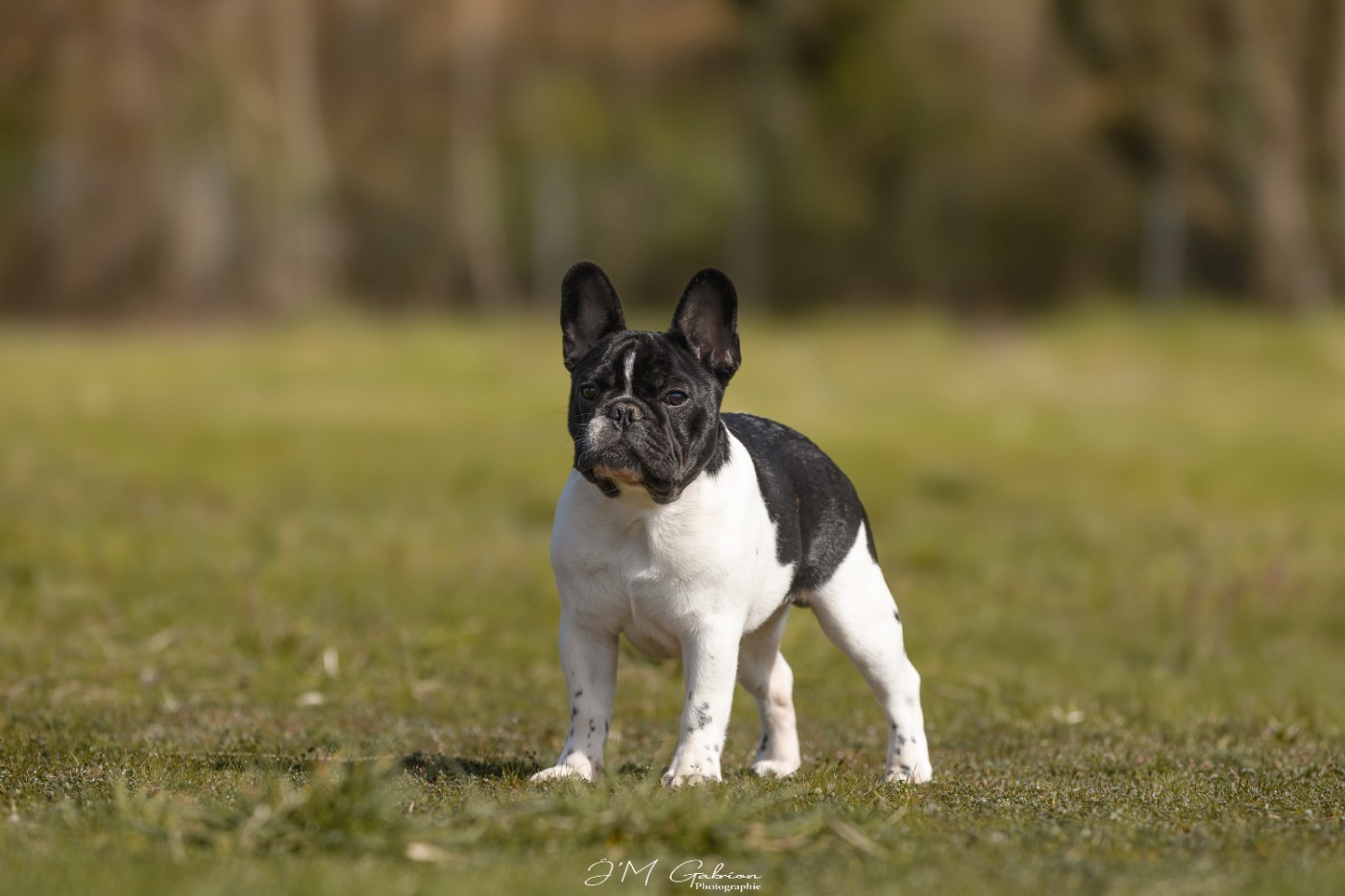 ARDALION IMPERIUS Du Bel Atour