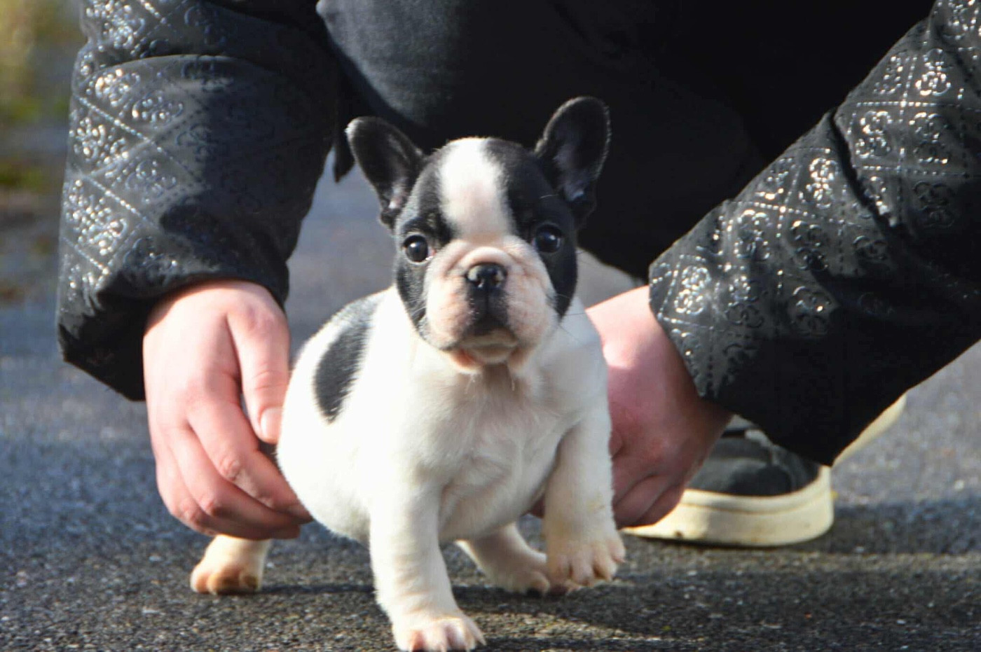 ARIANA DARK'NESS EBONY De L'Idylle Sacrée