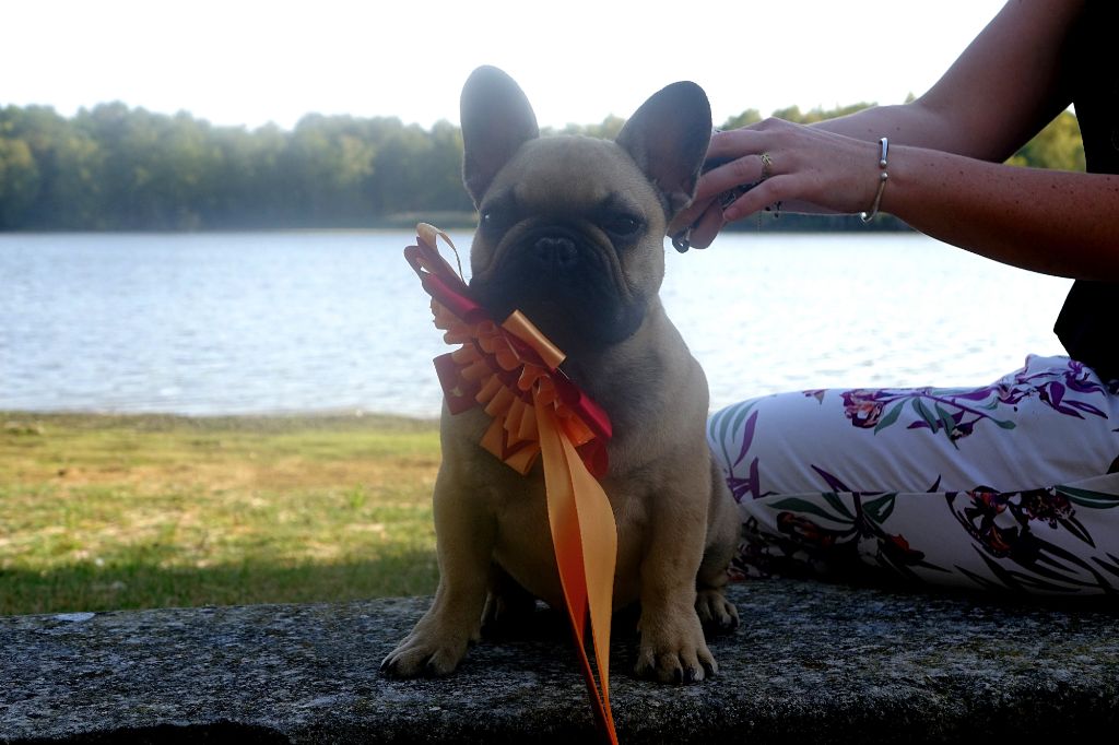 Chiot Bouledogue français De L'Idylle Sacrée