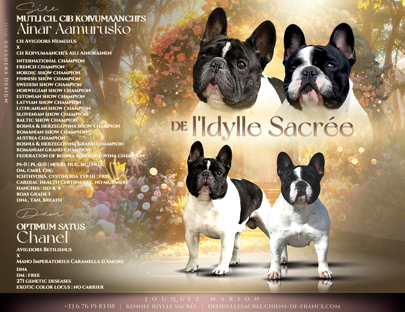 De L'Idylle Sacrée - Bouledogue français - Portée née le 02/12/2025